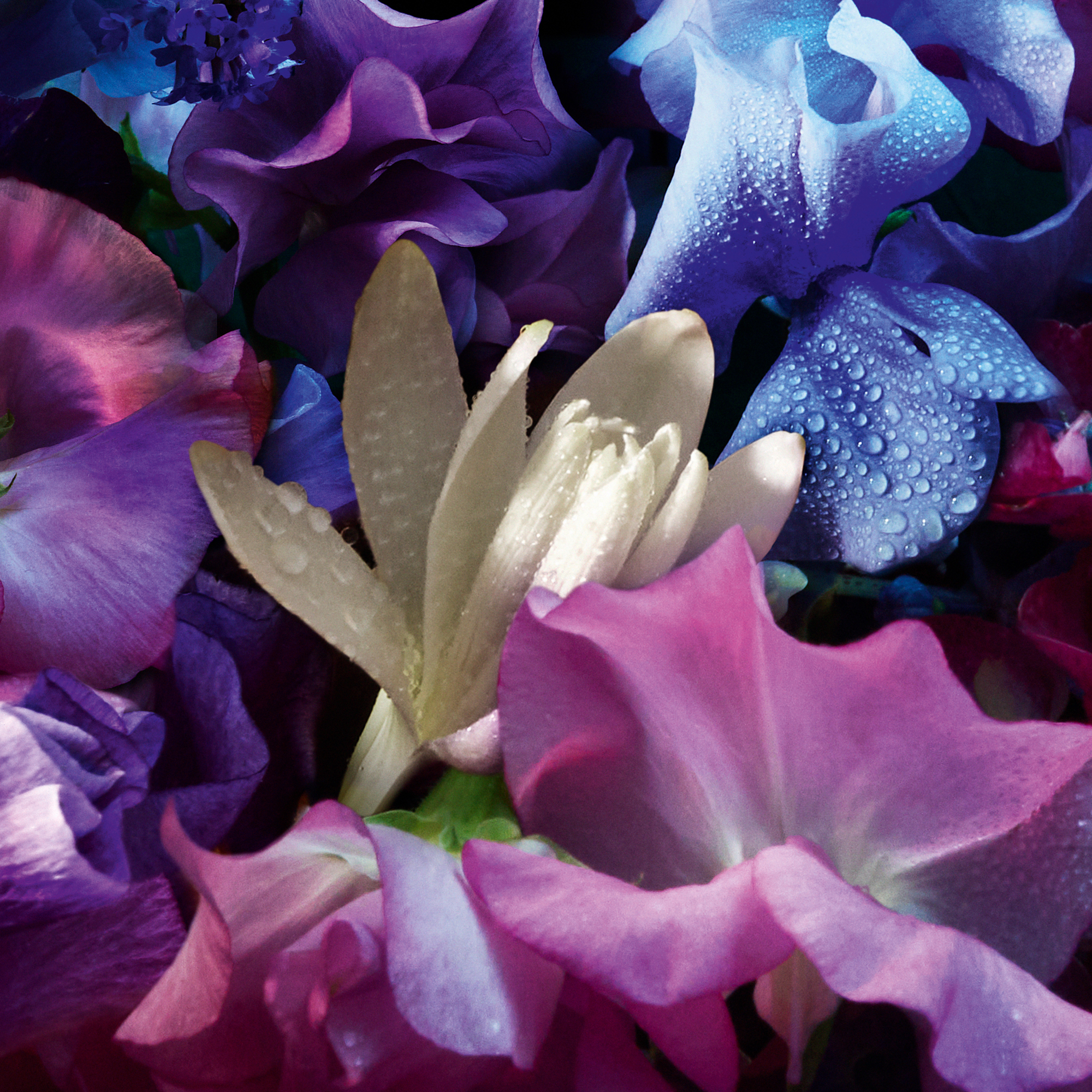 Absolus Allegoria Florabloom Eau de Parfum